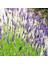 Tacirdepoticaret Lavanta English Lavender Çiçeği Tohumu -90 Tohum 1