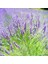 Tacirdepoticaret Lavanta Lavandula Angustifolia Çiçeği Tohumu -24900 Adet 1