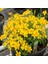 Tacirdepoticaret Tagetes Lucida Nane Tohumu -25 Tohum 1