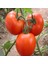 Tacirdepoticaret Hbrid BT236 F1 Oturak Domates Tohumu -20 Tohum 1
