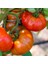 Tacirdepoticaret Doğal Lezzetli Bizimköy Domates Tohumu -10 Tohum 1