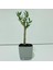 Tacirdepoticaret Bonsai Serisi Özel Üretim Grey Lüks Saksıda Hediyelik Zeytin Fidanı . 1