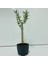 Tacirdepoticaret Bonsai Serisi Özel Üretim Black Lüks Saksıda Hediyelik Zeytin Fidanı . 1