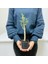 Tacirdepoticaret Bonsai Serisi Özel Üretim Black Lüks Saksıda Hediyelik Zeytin Fidanı . 2