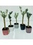 Tacirdepoticaret Bonsai Serisi Özel Üretim Black Lüks Saksıda Hediyelik Zeytin Fidanı . 4