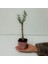 Tacirdepoticaret Bonsai Serisi Özel Üretim Pink Lüks Saksıda Hediyelik Zeytin Fidanı . 3