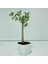 Tacirdepoticaret Bonsai Serisi Özel Üretim White Lüks Saksıda Hediyelik Zeytin Fidanı . 1
