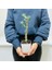 Tacirdepoticaret Bonsai Serisi Özel Üretim White Lüks Saksıda Hediyelik Zeytin Fidanı . 2