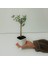 Tacirdepoticaret Bonsai Serisi Özel Üretim White Lüks Saksıda Hediyelik Zeytin Fidanı . 3