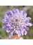 Tacirdepoticaret Lila Renkli Scabiosa Çiçeği(. Otu) Tohumu(20 Tohum) 1