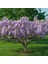 Tacirdepoticaret Tüplü Kokulu Mor Çiçekli Mor Salkım Fidanı 1