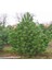Tacirdepoticaret Tüplü Pinus Nigra Karaçam Fidanı (100-150 Cm) 1