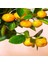 Tacirdepoticaret Tüplü Kolay Soyulabilen Rize Satsuma Mandalina Fidanı 1