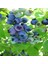 Tacirdepoticaret Tüplü Kısa Zamanda Meyve Veren Jubile Blueberry Yaban Mersini Fidanı 1