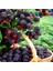 Tacirdepoticaret Tüplü Ahudu Melezi Boysenberry Böğürtlen Fidanı 1