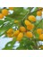 Tacirdepoticaret Tüplü Şifalı Özel Çeşit Sarı Amber Goji Berry (Kurt Üzümü )Fidanı 1