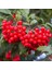 Tacirdepoticaret Tüplü Kuş Üvezi (Sorbus Aucuparia) 1