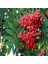 Tacirdepoticaret Tüplü Kuş Üvezi (Sorbus Aucuparia) 2