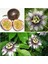 Tacirdepoticaret Tüplü Passiflora Edulis (Passion Fruit) (Aşk Meyvesi) 2