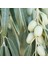 Tacirdepoticaret Tüplü Iğde Fidanı (Eleagnus Angustifolia) 1