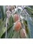 Tacirdepoticaret Tüplü Iğde Fidanı (Eleagnus Angustifolia) 2