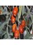 Tacirdepoticaret Tüplü Iğde Fidanı (Eleagnus Angustifolia) 3