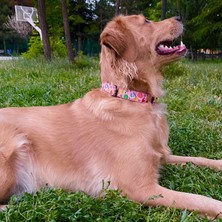 Petsfect Best Friend Köpek Boyun Tasması