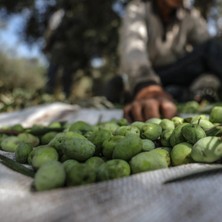 Sera Trend 5x4 Metre Zeytin Sergeni Zeytin Toplama Örtüsü Fındık Fıstık Dut Toplama Filesi Beyaz Hasat Taban Örtüsü