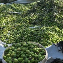 Sera Trend 5x3 Metre Zeytin Sergeni Zeytin Toplama Örtüsü Fındık Fıstık Dut Toplama Filesi Beyaz Hasat Taban Örtüsü