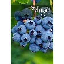 Doğa Fidancılık Blue Berry  Yaban Mersini Fidanı 3 Yaş