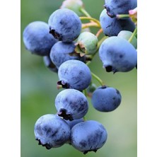 Doğa Fidancılık Blue Berry  Yaban Mersini Fidanı 3 Yaş