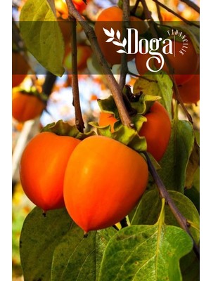 Doğa Fidancılık Aşılı Trabzon Cennet Hurması Fidanı 3 Yaş