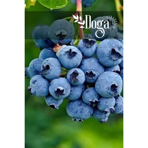 Doğa Fidancılık Blue Berry  Yaban Mersini Fidanı 3 Yaş