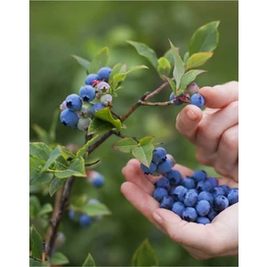 Doğa Fidancılık ( 5 Adet ) Blue Berry  Yaban Mersini Fidanı 3 Yaş