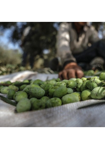 5x8 Metre Zeytin Sergeni Zeytin Toplama Örtüsü Fındık Fıstık Dut Toplama Filesi Beyaz Hasat Taban Örtüsü