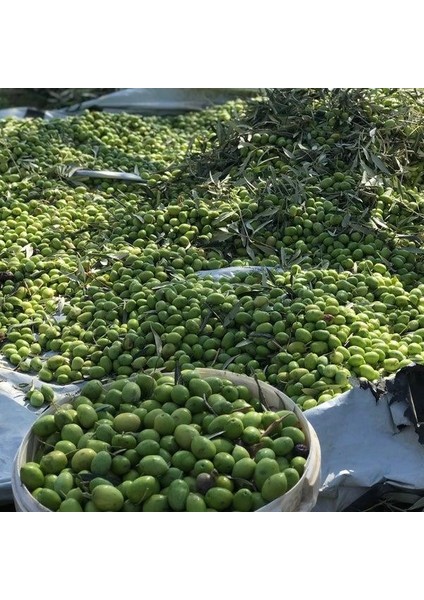 5x8 Metre Zeytin Sergeni Zeytin Toplama Örtüsü Fındık Fıstık Dut Toplama Filesi Beyaz Hasat Taban Örtüsü