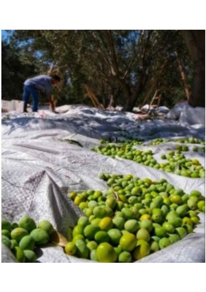 5x8 Metre Zeytin Sergeni Zeytin Toplama Örtüsü Fındık Fıstık Dut Toplama Filesi Beyaz Hasat Taban Örtüsü
