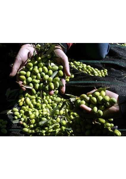 5x4 Metre Zeytin Sergeni Zeytin Toplama Örtüsü Fındık Fıstık Dut Toplama Filesi Hasat Taban Örtüsü