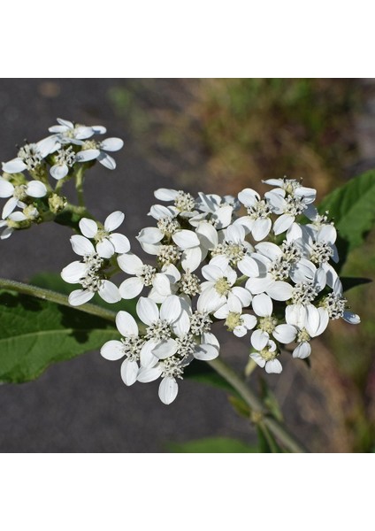 Tacir Depo Şifali Boneset Çiçeği Tohumu(50 Tohum)