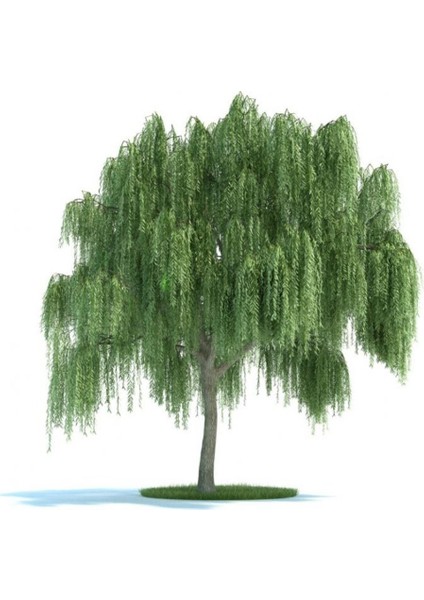 Tüplü Salkım Söğüt (Salix Babylonica) Fidanı (5 Adet)