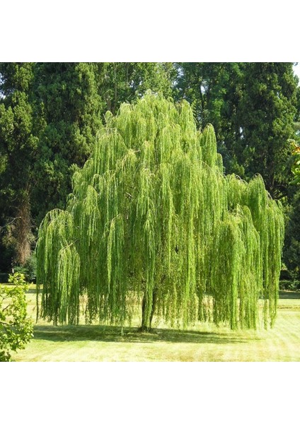 Tüplü Salkım Söğüt (Salix Babylonica) Fidanı (5 Adet)