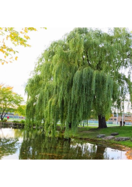 Tüplü Salkım Söğüt (Salix Babylonica) Fidanı (5 Adet)