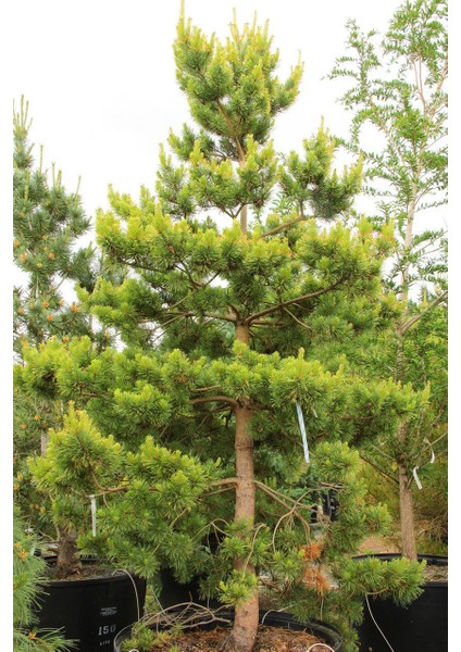 Tacir Depo Sarı Çam (Pinus Sylvestris) Ağacı Tohumu -50 Adet