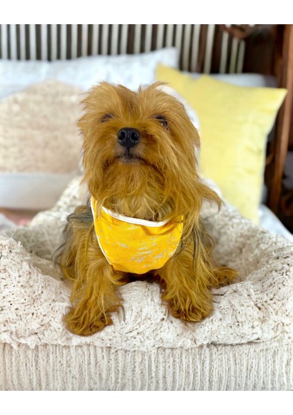Orange Stripe Atlet Köpek Kıyafeti Köpek Elbisesi modelleri