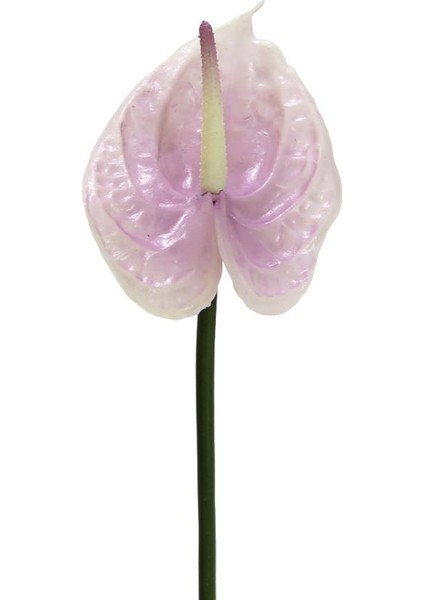 Yapay Antoryum Çiçeği Canlı Dokunuş Lila 40 cm
