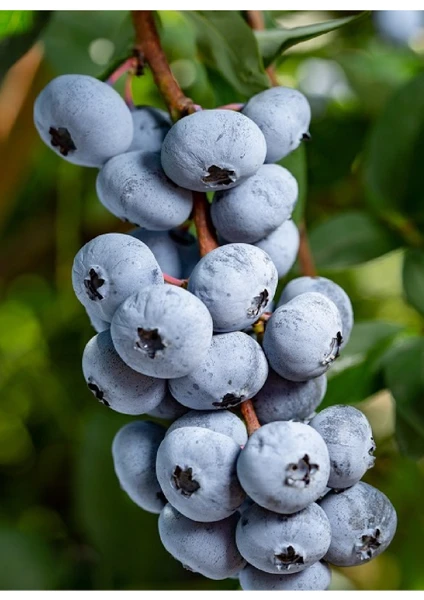 Doğa Fidancılık ( 2 Adet ) Blue Berry Yaban Mersini Fidanı 3 Yaş