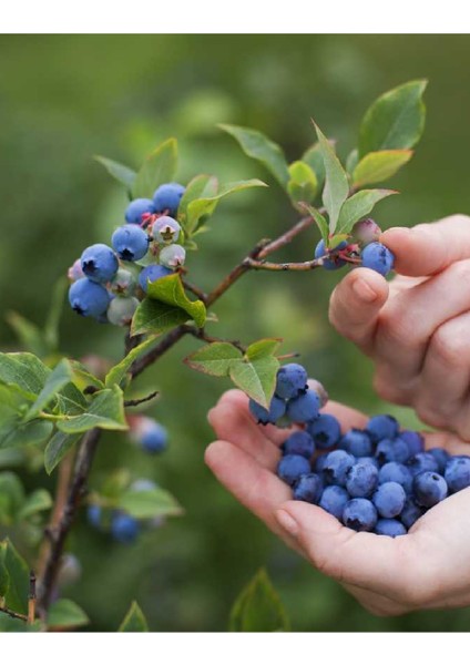 Doğa Fidancılık ( 5 Adet ) Blue Berry  Yaban Mersini Fidanı 3 Yaş