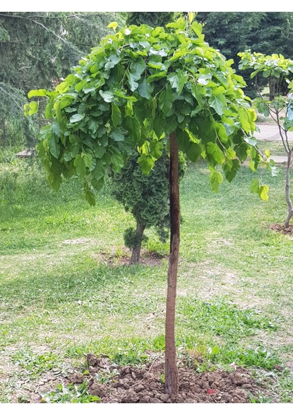 Tüplü Ters Siyah Dut Fidanı 3 Yaş