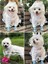 Şeffaf Ayarlanabilir Köpek Yağmurluğu (Yurt Dışından) 3