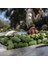 5x8 Metre Zeytin Sergeni Zeytin Toplama Örtüsü Fındık Fıstık Dut Toplama Filesi Beyaz Hasat Taban Örtüsü 2